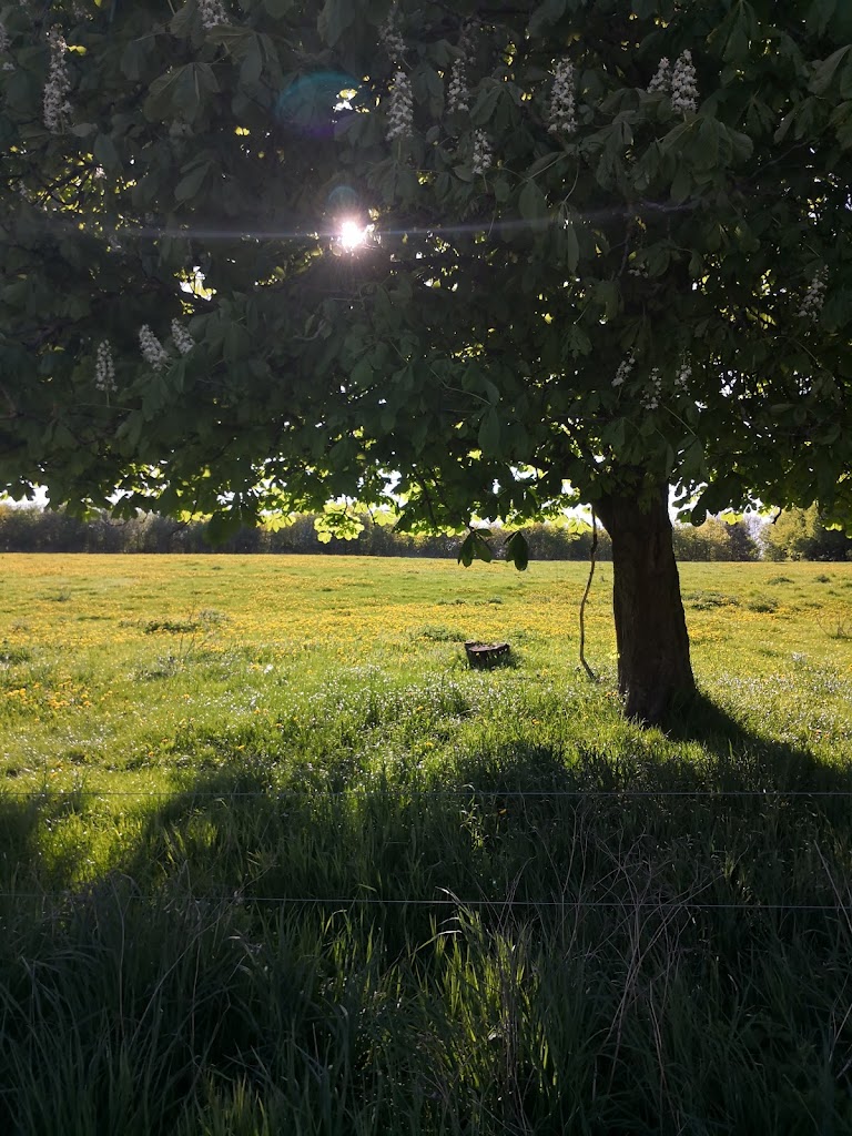 himmelev-skov-kildemosen-0.jpeg