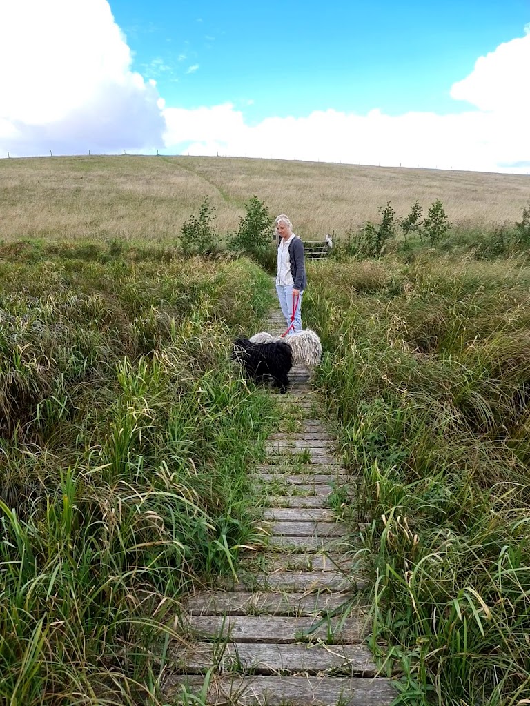 kornerup-a-traekfaerge-10.jpeg