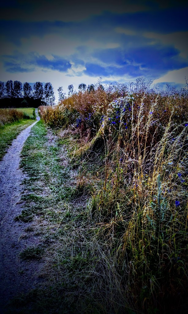 anholm-3.jpeg