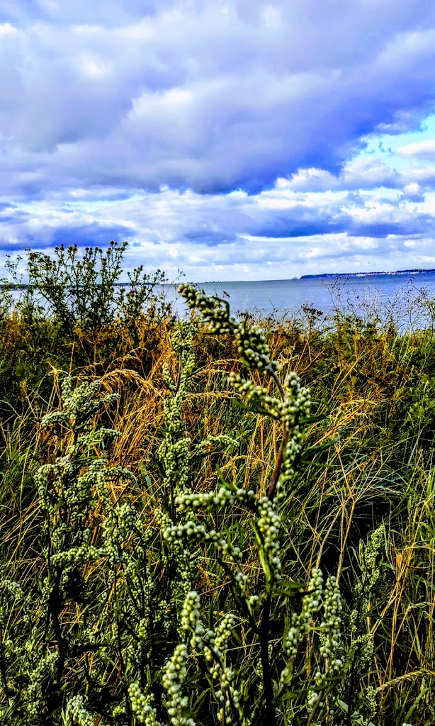 anholm-5.jpeg