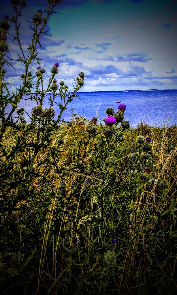anholm-7.jpeg