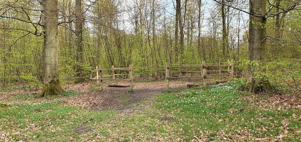 balplads-lystrup-skov-0.jpeg