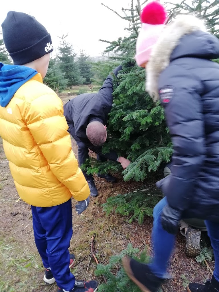 horup-juletraeer-faeld-selv-juletraeer-gardbutik-julehygge-13.jpeg