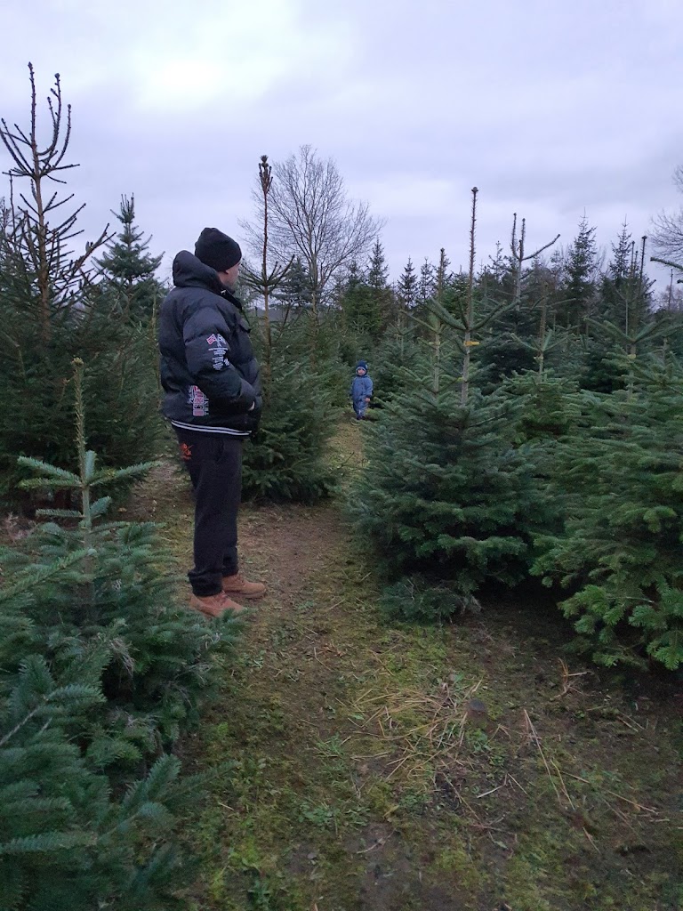 horup-juletraeer-faeld-selv-juletraeer-gardbutik-julehygge-16.jpeg