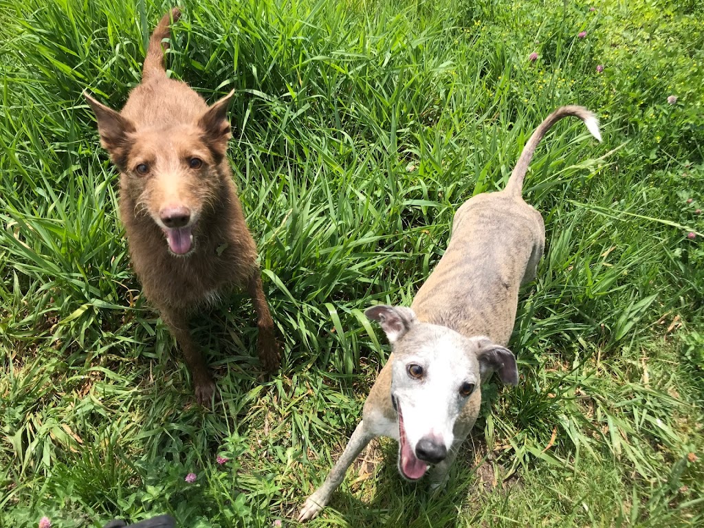 hundehaven-logrende-haler-aps-7.jpeg