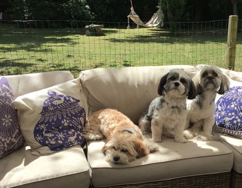 lille-hunde-ferie-0.jpeg