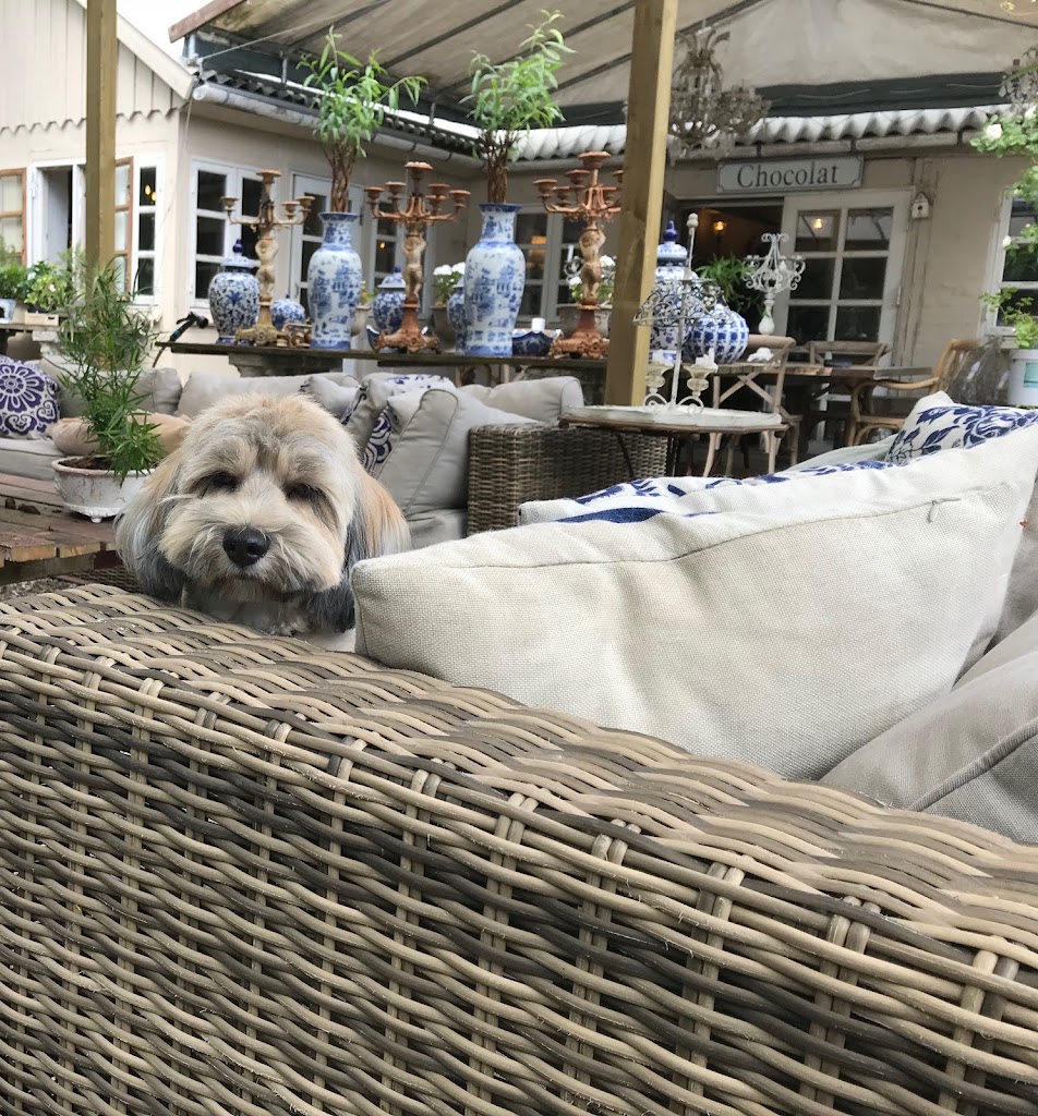 lille-hunde-ferie-3.jpeg