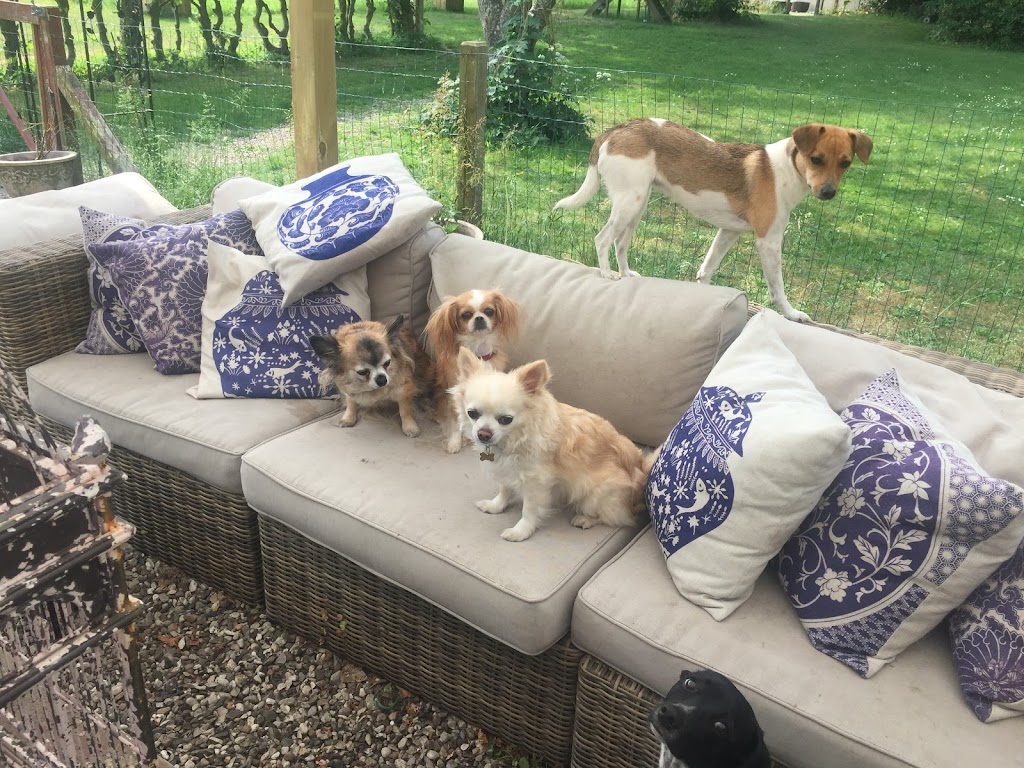 lille-hunde-ferie-6.jpeg