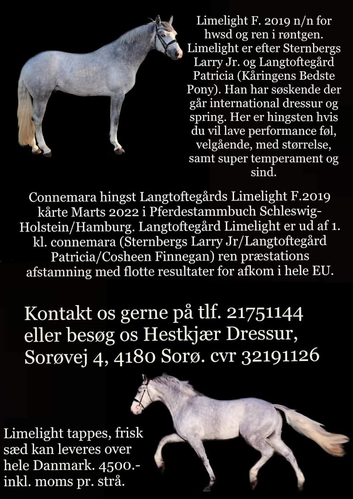 hestkjaer-dressur-8.jpeg