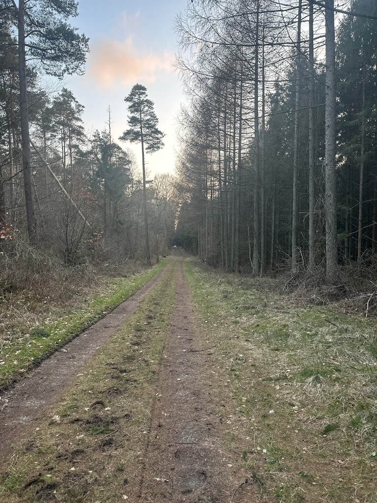 skov-parkering-0.jpeg