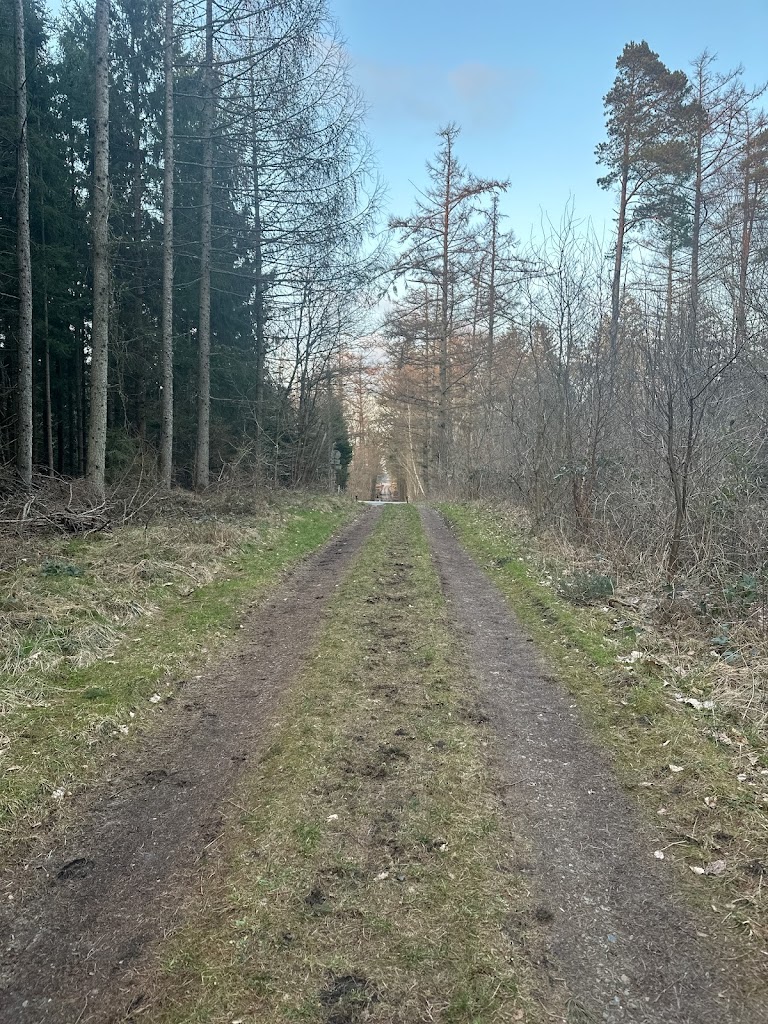 skov-parkering-1.jpeg
