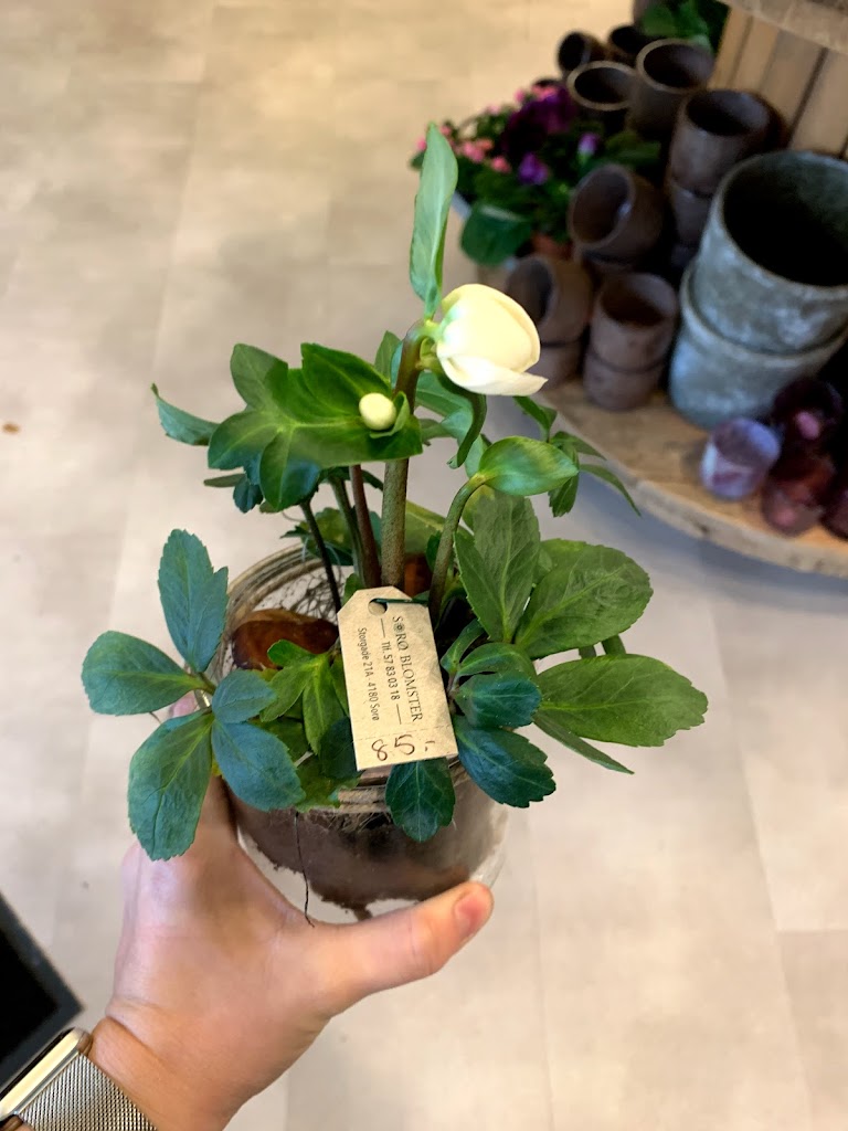 soro-blomstercenter-16.jpeg
