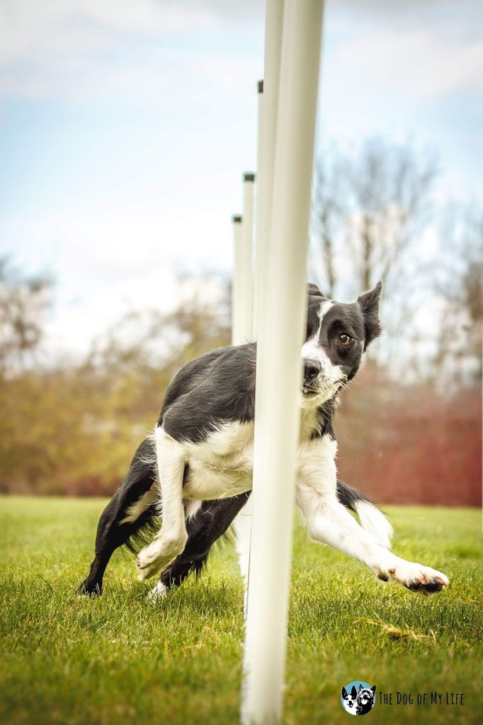 all-zet-agility-1.jpeg