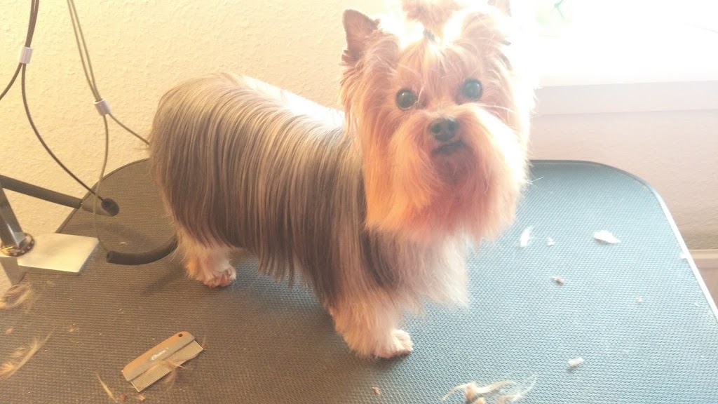 gosias-hundesalon-18.jpeg