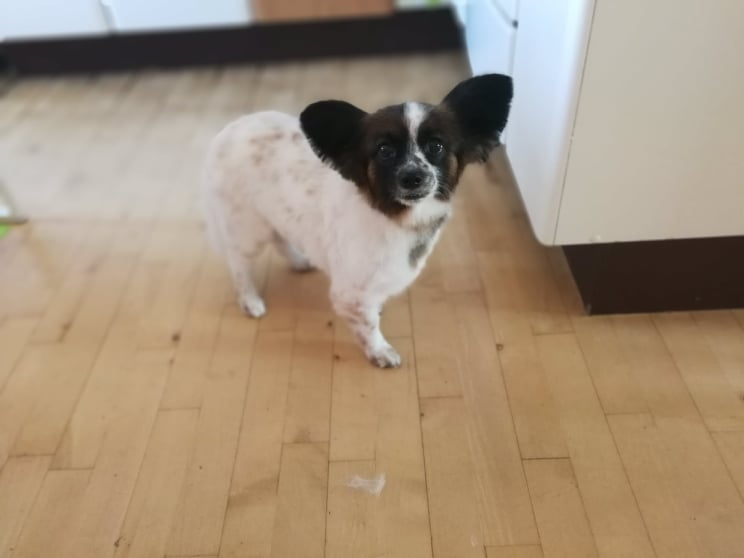 gosias-hundesalon-8.jpeg
