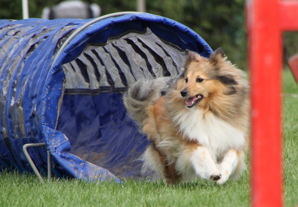 taastrup-agility-club-thanks-4.jpeg