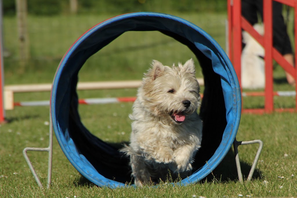 taastrup-agility-club-thanks-8.jpeg