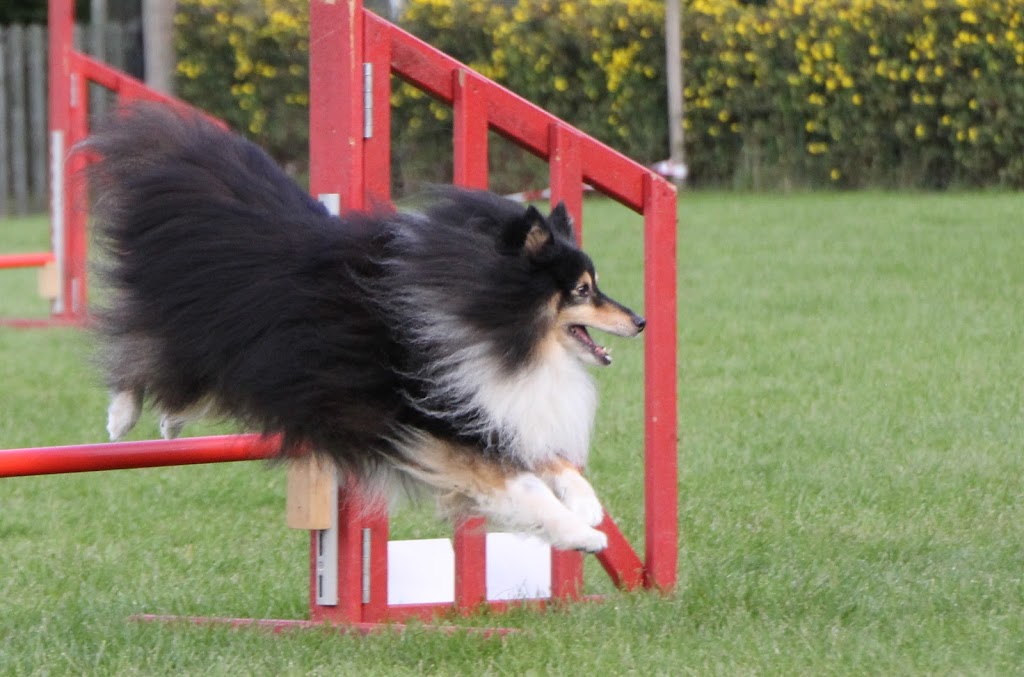 taastrup-agility-club-thanks-9.jpeg