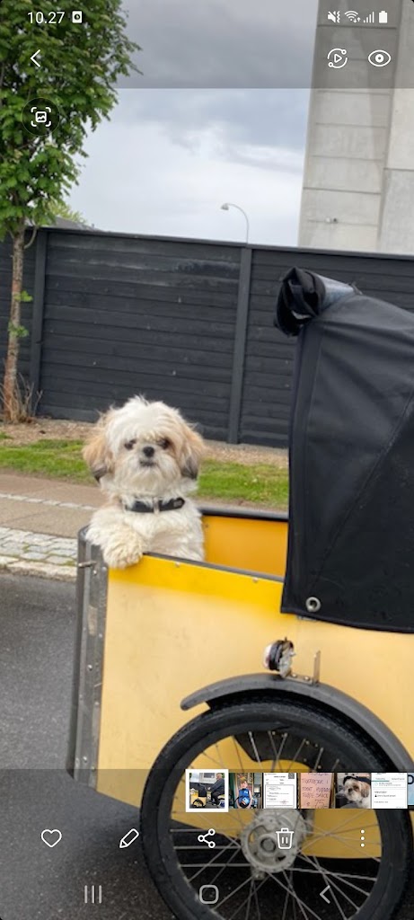 honey-doggy-hundesalon-3.jpeg
