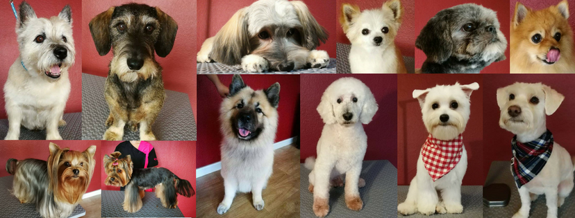 honey-doggy-hundesalon-4.jpeg