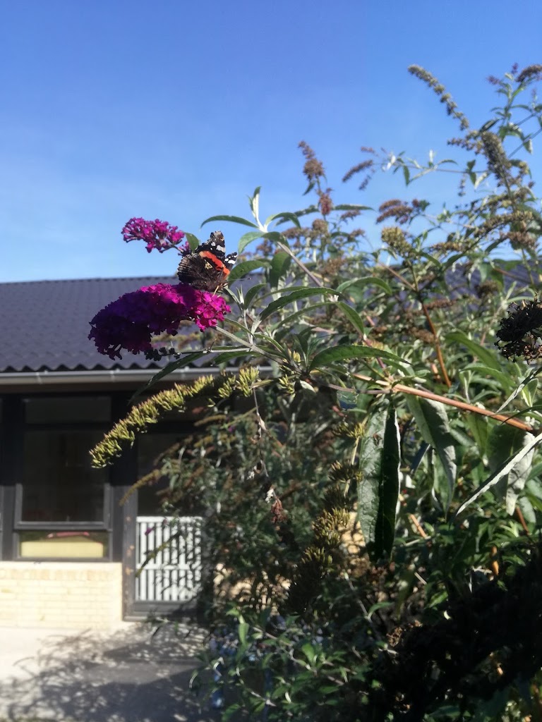 daginstitutionen-sommerfuglen-1.jpeg