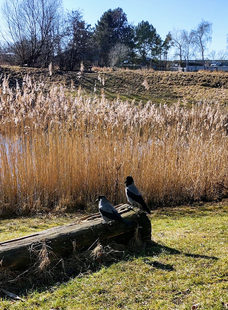 vandgrunden-7.jpeg
