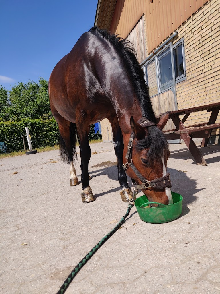 agerupgard-sportsrideklub-1.jpeg