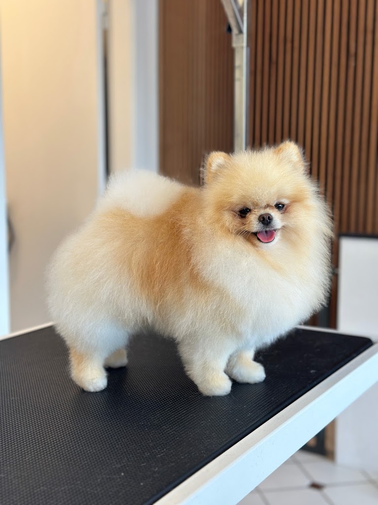 nattys-hundesalon-0.jpeg