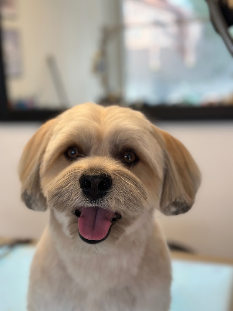 nattys-hundesalon-1.jpeg