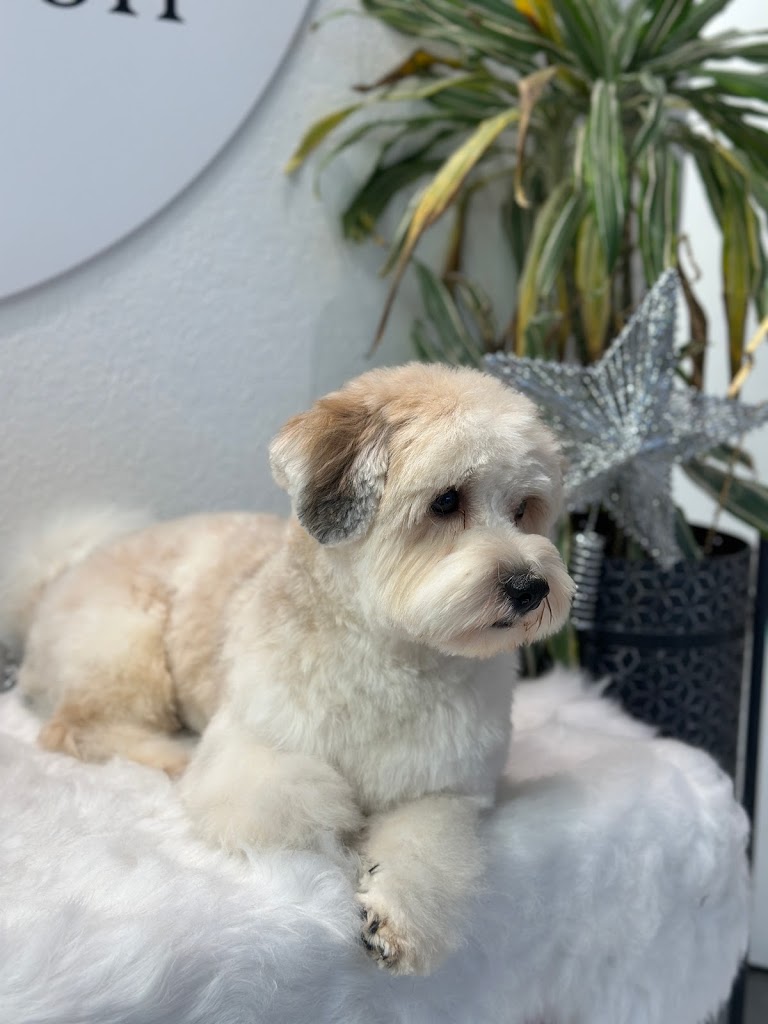 nattys-hundesalon-15.jpeg