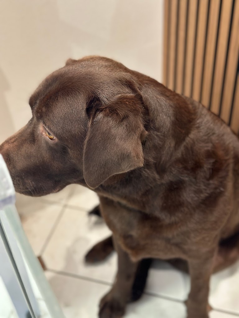 nattys-hundesalon-17.jpeg
