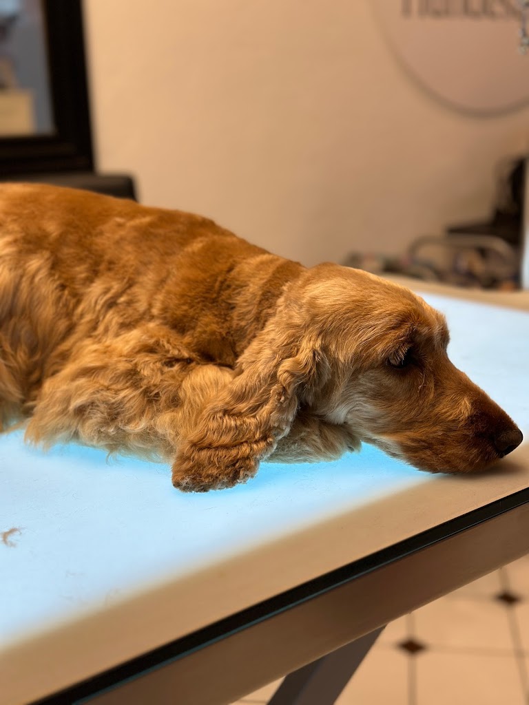 nattys-hundesalon-18.jpeg