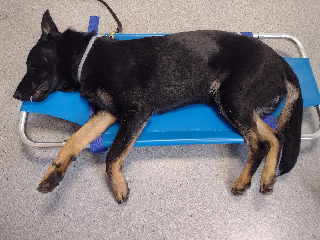 helsingborg-veterinary-clinic-11.jpeg