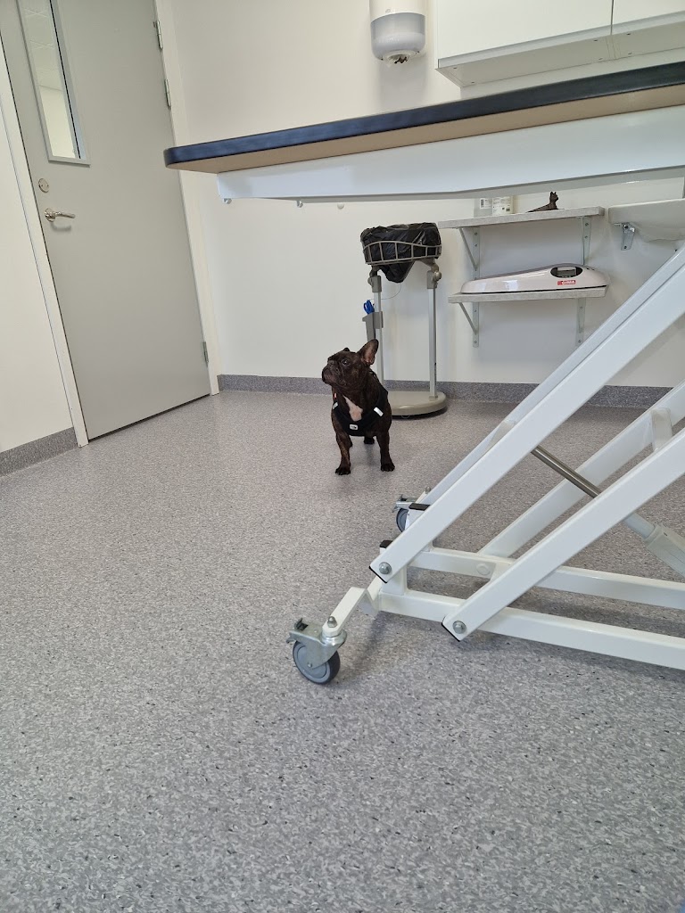 helsingborg-veterinary-clinic-18.jpeg