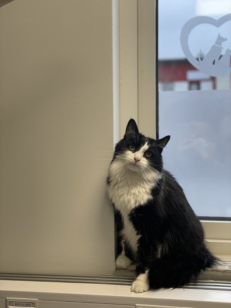 helsingborg-veterinary-clinic-2.jpeg