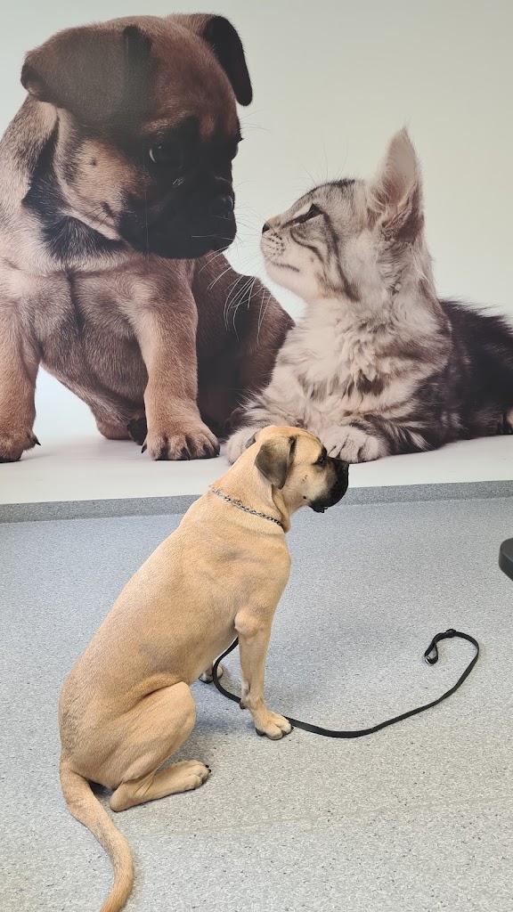 helsingborg-veterinary-clinic-3.jpeg