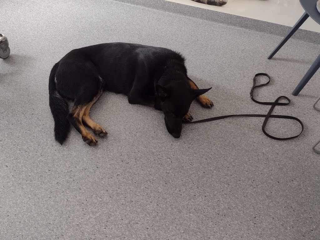 helsingborg-veterinary-clinic-4.jpeg