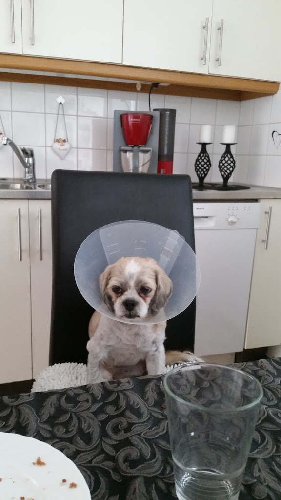 small-animal-clinic-13.jpeg