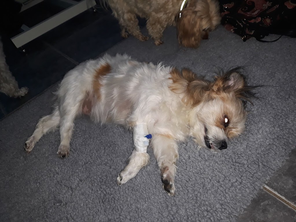 small-animal-clinic-15.jpeg