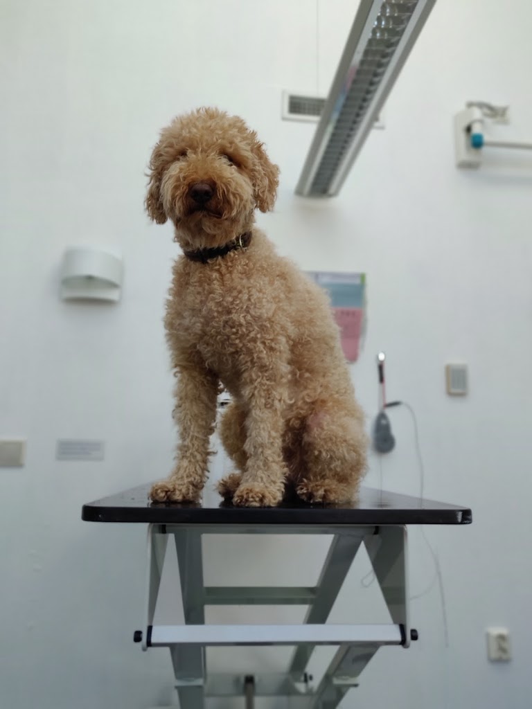 small-animal-clinic-17.jpeg