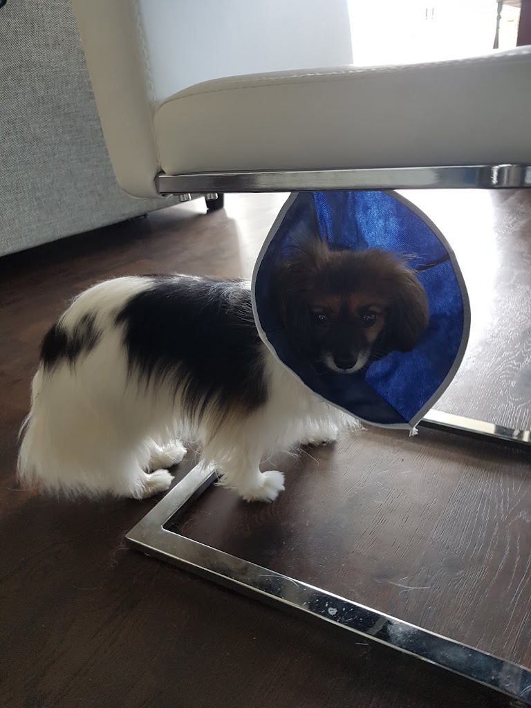 small-animal-clinic-18.jpeg