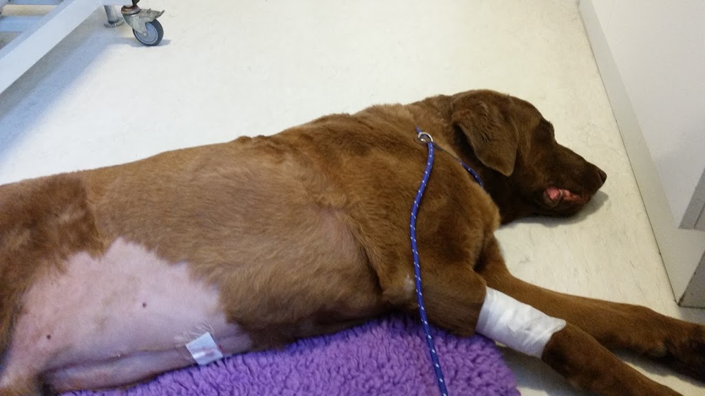 small-animal-clinic-2.jpeg
