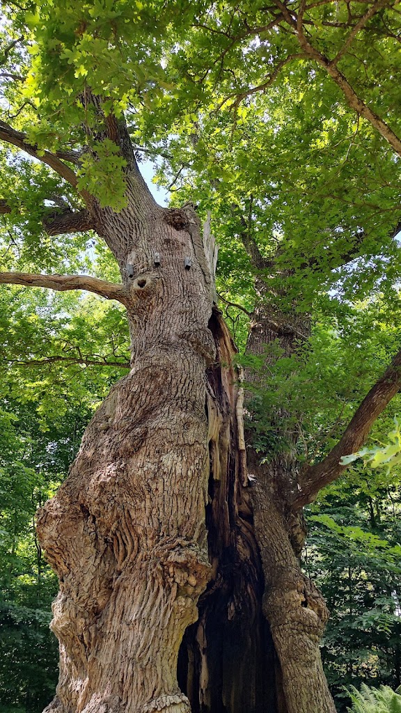1000-year-old-oak-tree-12.jpeg
