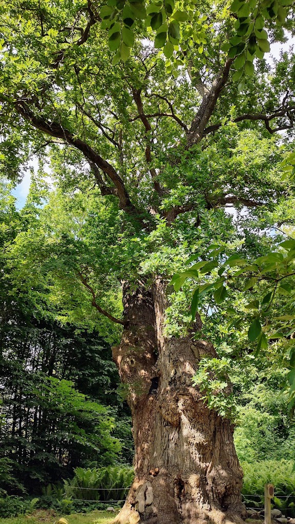 1000-year-old-oak-tree-13.jpeg