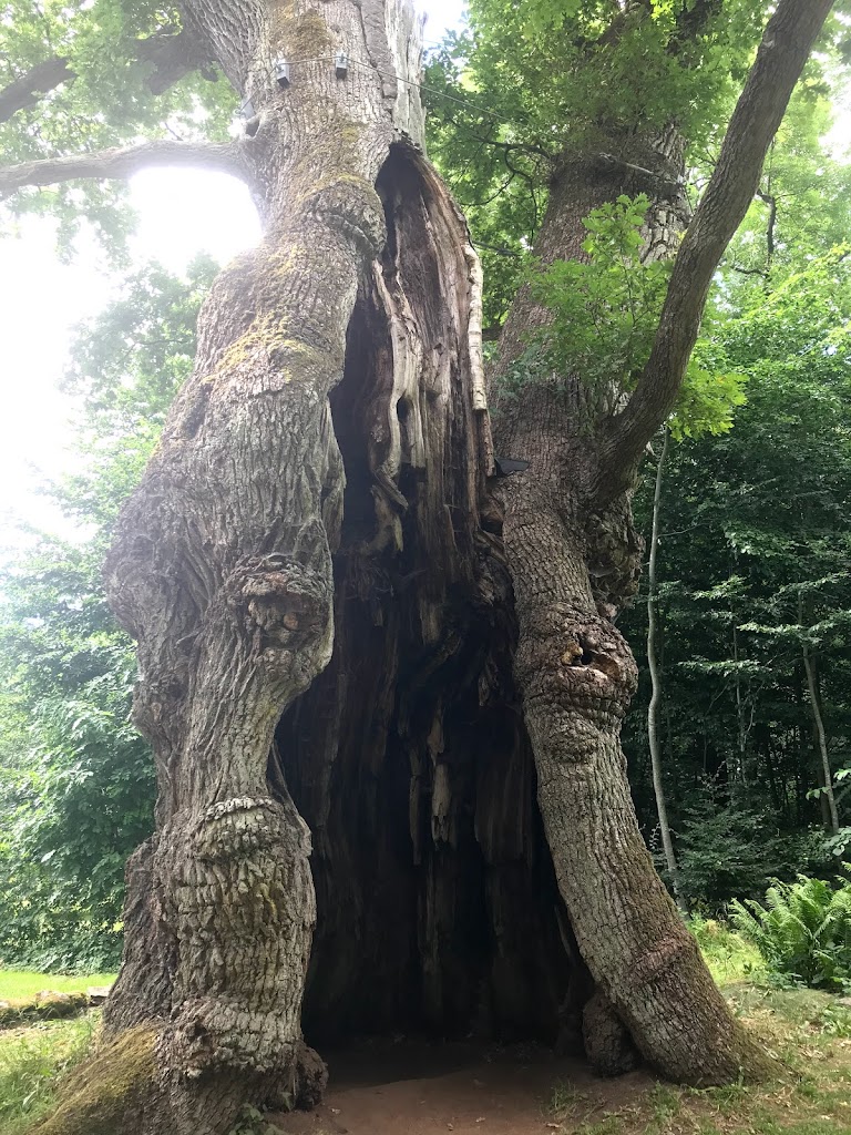 1000-year-old-oak-tree-16.jpeg
