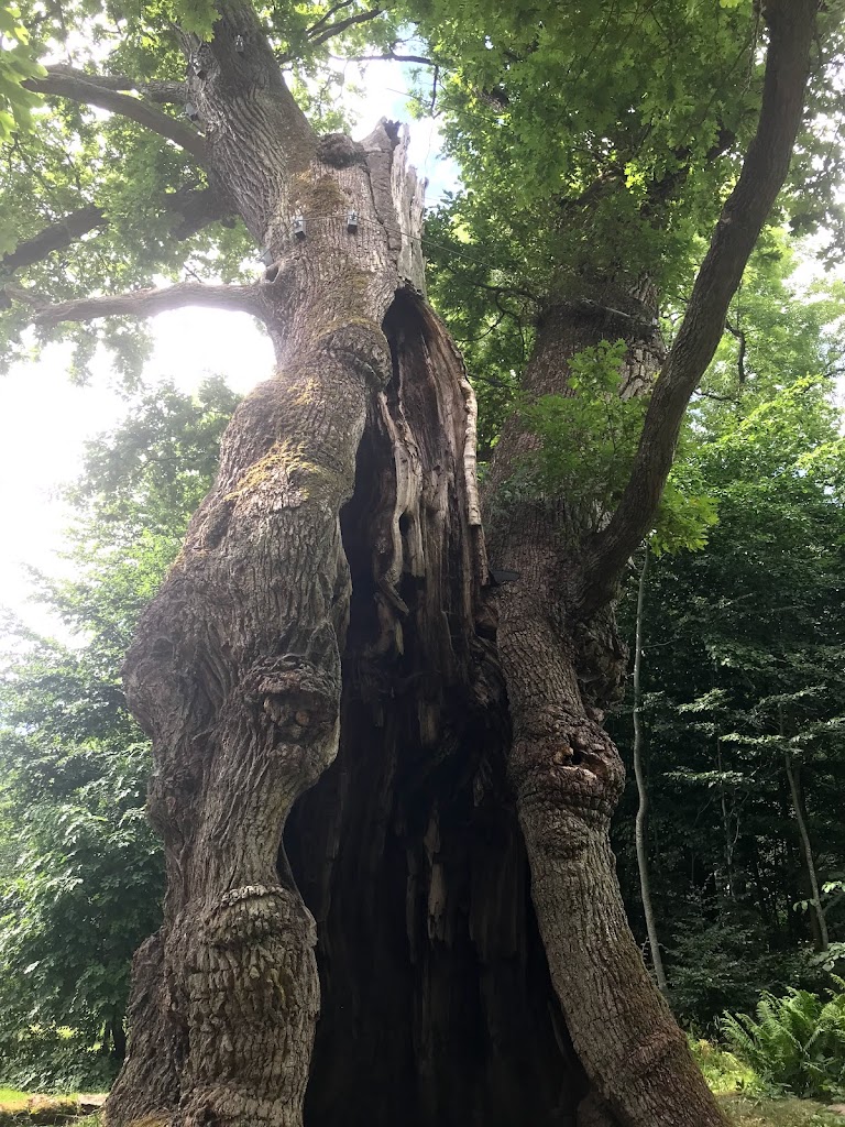 1000-year-old-oak-tree-17.jpeg