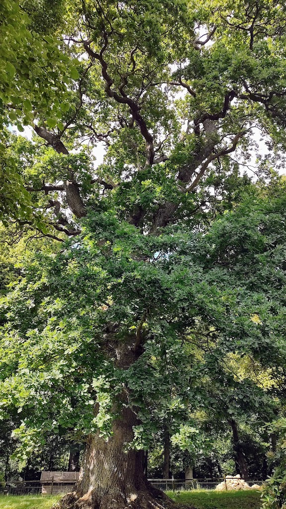 1000-year-old-oak-tree-5.jpeg