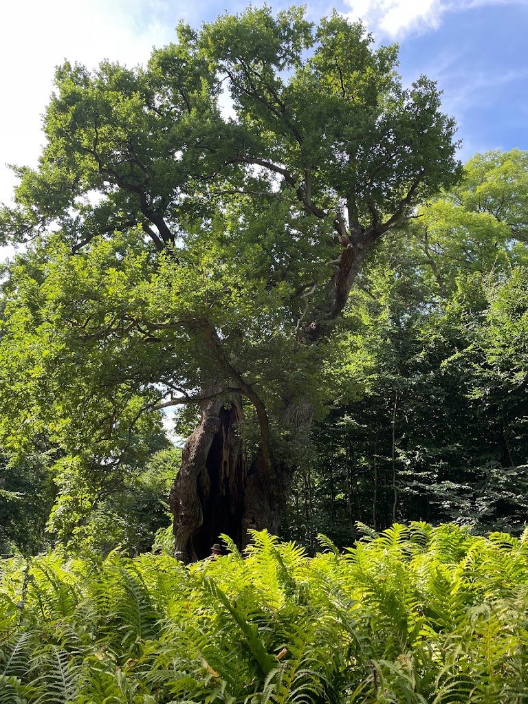 1000-year-old-oak-tree-7.jpeg