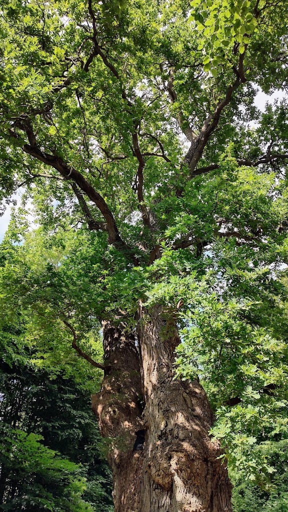 1000-year-old-oak-tree-8.jpeg