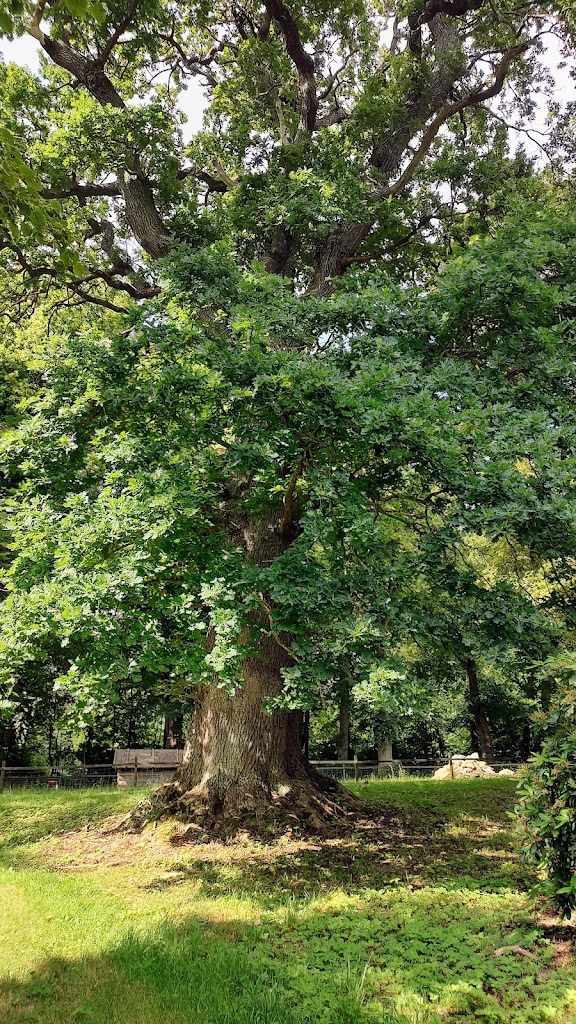 1000-year-old-oak-tree-9.jpeg